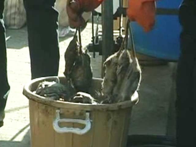 Rats! Thousands Found in This Hospital's 'Search and Kill' Drive