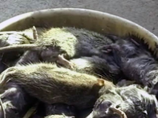 इंदौर : अस्पताल में दो दिन में मारे गए हजारों चूहे