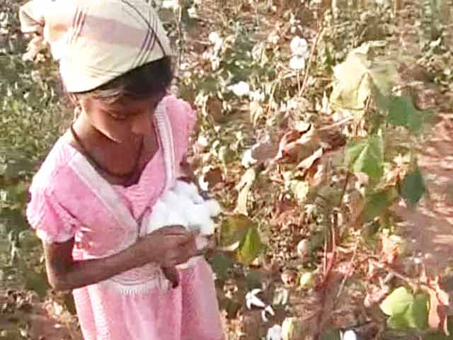 In Telangana, School-Going Children Turn Farm Labourers