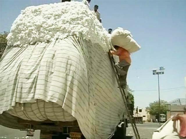 With Global Demands Dipping, Cotton Farmers in Gujarat Prep for Tough Times Ahead