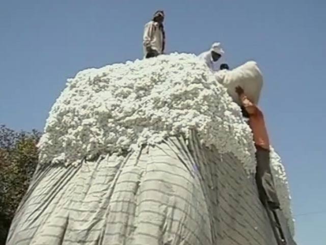 कपास के दाम गिरने से किसानों की चिंता बढ़ी