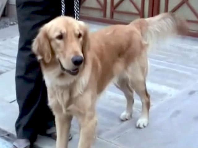 Videos : मुस्तैद पुलिस : कुत्ते को मालिक से मिलवाया
