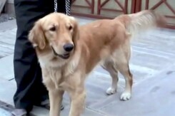 मुस्तैद पुलिस : कुत्ते को मालिक से मिलवाया मुस्तैद पुलिस : कुत्ते को मालिक से मिलवाया