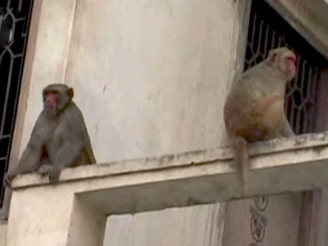 राष्ट्रपति का वृंदावन दौरा, बंदरों को भगाएंगे लंगूर