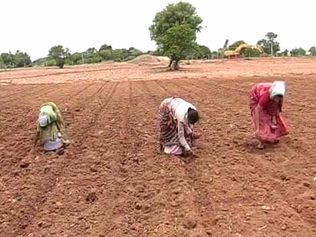 Cotton Farmers in Telangana Distressed Over High Input Costs