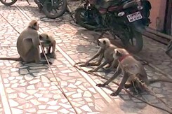 Among Presidential Guard in Vrindavan, There Could be 10 Langurs. Here's Why Among Presidential Guard in Vrindavan, There Could be 10 Langurs. Here's Why