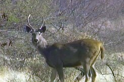 एनडीटीवी की पड़ताल : क्या बदलेंगे पर्यावरण कानून? एनडीटीवी की पड़ताल : क्या बदलेंगे पर्यावरण कानून?