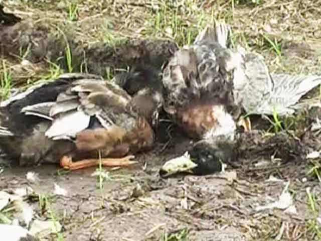 Kerala Confirms Bird Flu is Deadly and Highly Contagious Strain