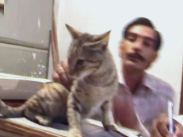 राजस्व विभाग की रखवाली में तैनात बिल्लियां