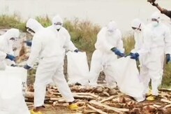 Bird Flu: Kerala Begins Culling, But Contaminated Surroundings Remain A Worry Bird Flu: Kerala Begins Culling, But Contaminated Surroundings Remain A Worry