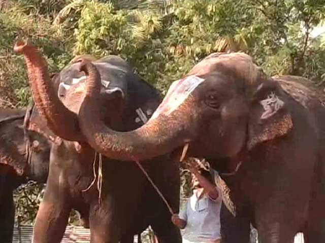 Video : Tamil Nadu's Elephants Are On A Much-Needed Break