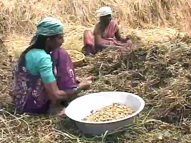 'Wish There Was No Morning': Karnataka Farmers, in Debt and Despair