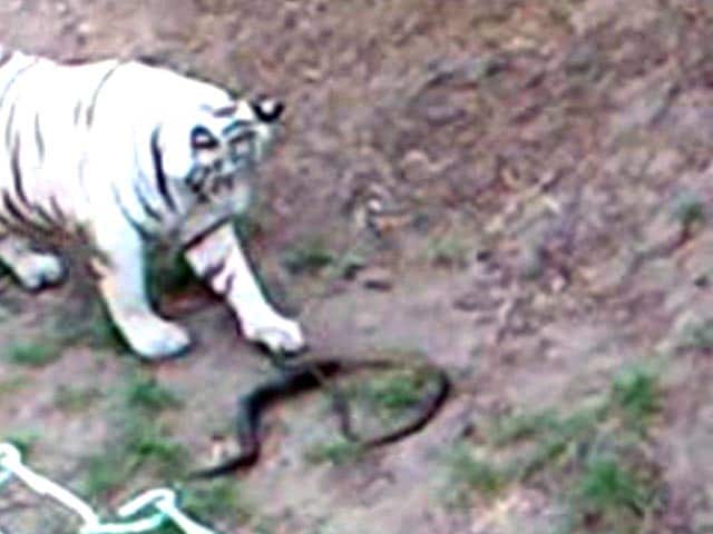 Video : White Tiger, Bitten by Highly Poisonous Cobra, Dies at Indore Zoo