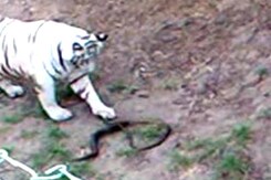 White Tiger, Bitten by Highly Poisonous Cobra, Dies at Indore Zoo White Tiger, Bitten by Highly Poisonous Cobra, Dies at Indore Zoo