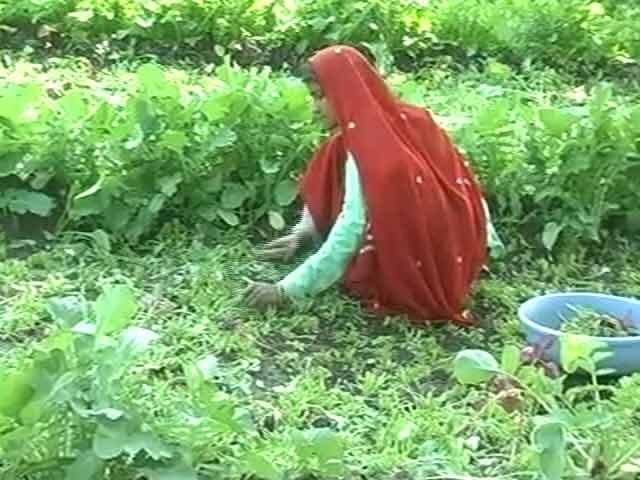 Video : Despite Orders, Farming of Contaminated Vegetables Continues in Bhopal