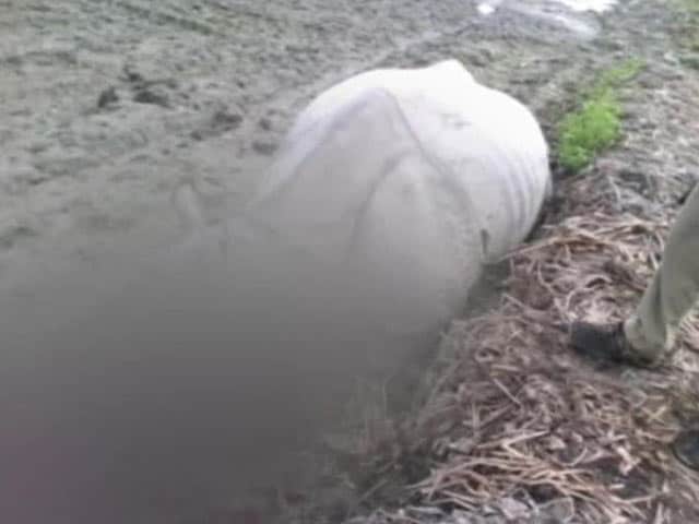 Video : Rhinoceros Poached in Assam's Sonitpur District, Home Guard Killed