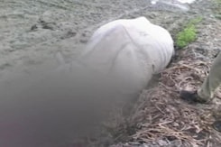 Rhinoceros Poached in Assam's Sonitpur District, Home Guard Killed Rhinoceros Poached in Assam's Sonitpur District, Home Guard Killed