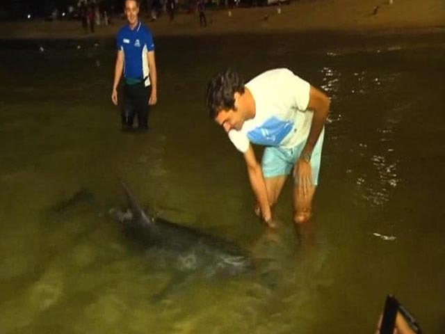 Video : Roger Federer's Date With Dolphins!
