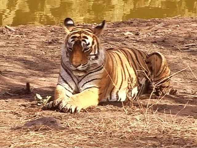 India is Now Home to 70 Percent of the World's Tigers
