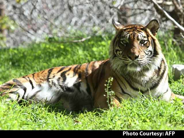 Video : Good News. Tiger Numbers in India up From 1,400 to 2,226