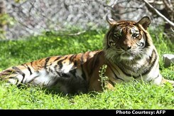 Good News. Tiger Numbers in India up From 1,400 to 2,226 Good News. Tiger Numbers in India up From 1,400 to 2,226