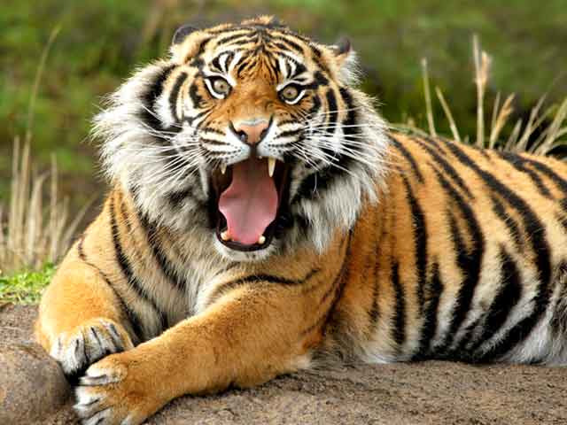 Videos : देश में बढ़ी बाघों की आबादी