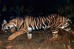 Tiger Numbers Up, But the Black Tiger of Odisha on Verge of Extinction Tiger Numbers Up, But the Black Tiger of Odisha on Verge of Extinction