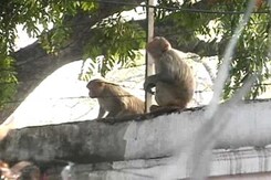 On Republic Day, Keeping the Monkeys Away On Republic Day, Keeping the Monkeys Away