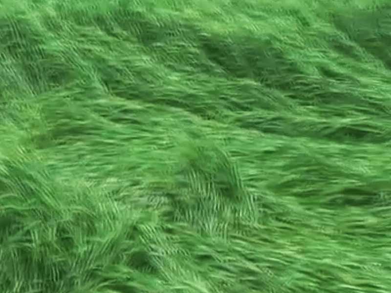 बेमौसम की बारिश से बर्बाद हुए फसल