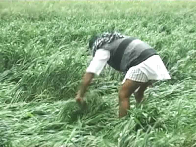 बारिश में गेहूं और सरसों की फसल ख़राब