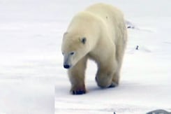 Coming Soon: Svalbard - An Ode to Human Spirit Coming Soon: Svalbard - An Ode to Human Spirit