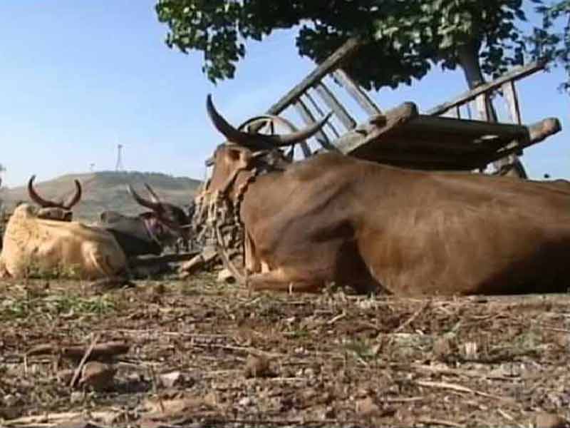 Video : Maharashtra Beef Ban: Eating Steak Can Land You in Jail for 5 Years