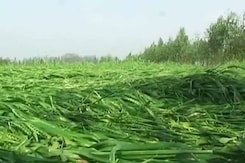 Crops Hit by March Rains, Farmer Commits Suicide in Uttar Pradesh Crops Hit by March Rains, Farmer Commits Suicide in Uttar Pradesh