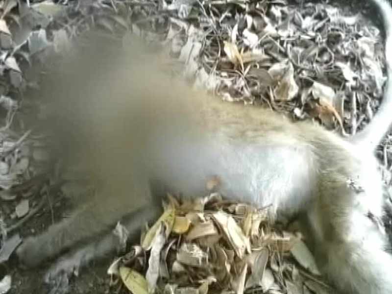 मुंबई के नेशनल पार्क में जानवरों की रहस्यमय मौत