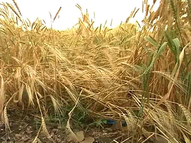 Video : Unseasonal Rains Lash Farmers' Spirits in Maharashtra