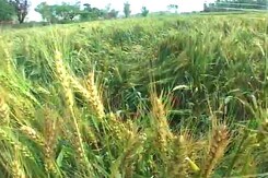 For Uttar Pradesh Farmers Battered by Unseasonal Rain, A Crop Insurance That Offers No Relief For Uttar Pradesh Farmers Battered by Unseasonal Rain, A Crop Insurance That Offers No Relief