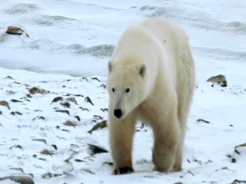 Video : Prime Documentaries: Let’s Take You on a Journey to Svalbard