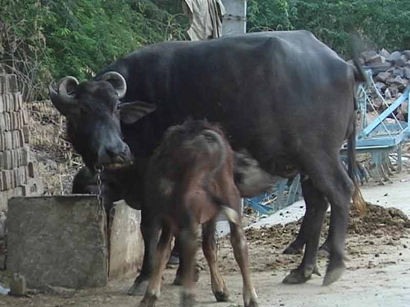 Truth vs Hype: Anti-Beef Laws in Maharashtra, Haryana Based More on Hyperbole Than Facts