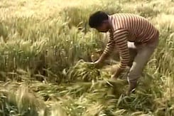 Farmers in Punjab Will Have A Dull Baisakhi This Year Farmers in Punjab Will Have A Dull Baisakhi This Year