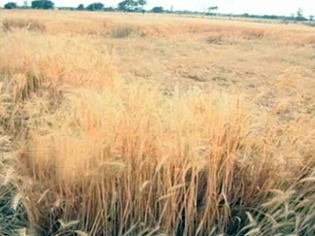 Video : With More Unseasonal Rains Predicted, Farmers Worried in Madhya Pradesh