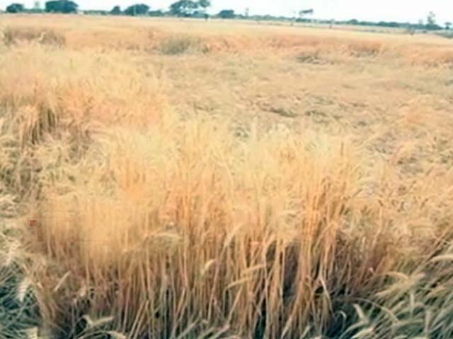 With More Unseasonal Rains Predicted, Farmers Worried in Madhya Pradesh
