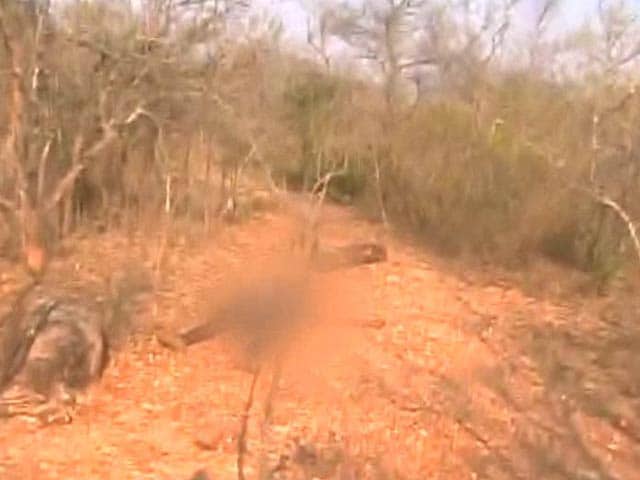 Video : 20 Shot Dead in Andhra Forests: NDTV Reports From Encounter Site