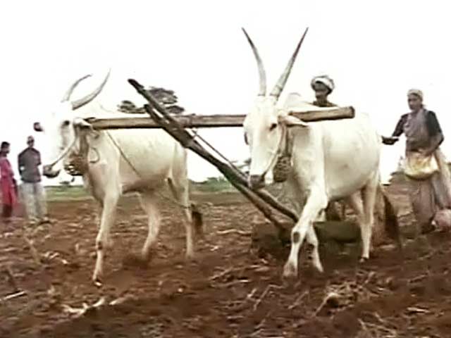 प्राइम टाइम इंट्रो : बेमौसम बारिश से बरबाद फसल