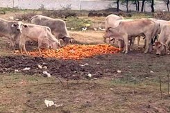 Unseasonal Rains in Madhya Pradesh Damage Orange Crop and its Market Unseasonal Rains in Madhya Pradesh Damage Orange Crop and its Market