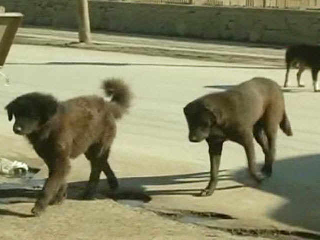 'Get Rid of Stray Dogs, It's Not AFSPA,' Says Jammu and Kashmir Lawmaker; Introduces Bill to Curb Canine Menace