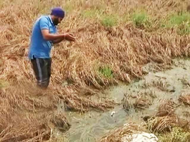 Video : This Year a Dull Baisakhi for Punjab Farmers