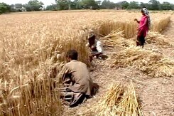 What Pushes Farmers in Maharashtra to Kill Themselves Each Year What Pushes Farmers in Maharashtra to Kill Themselves Each Year