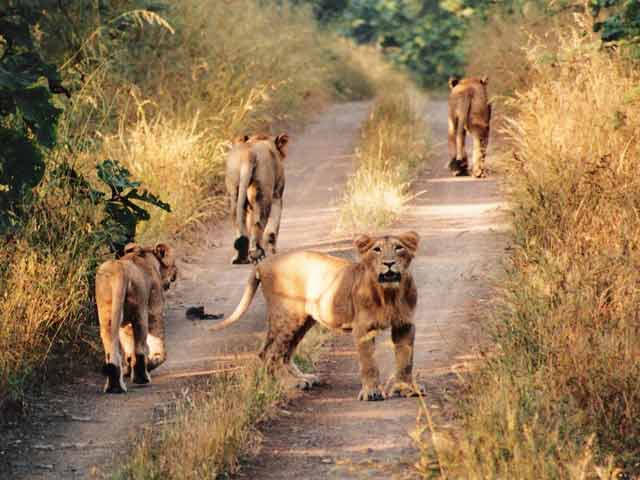 Video : गीर में जारी शेरों की गिनती, बढ़ सकती है तादाद