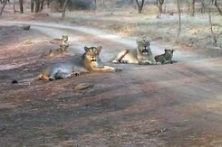 With Rising Numbers, Lions Overflowing Gir? Latest Census Hopes to Find Out With Rising Numbers, Lions Overflowing Gir? Latest Census Hopes to Find Out