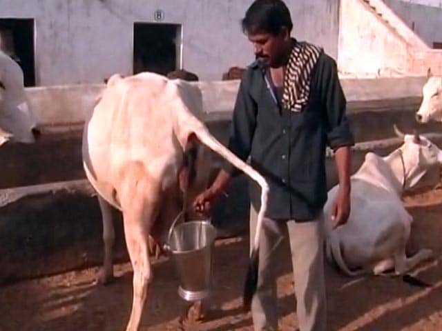 Video : सरकारी अस्पतालों में गौमूत्र से बने फिनाइल के इस्तेमाल की तैयारी में राजस्थान सरकार